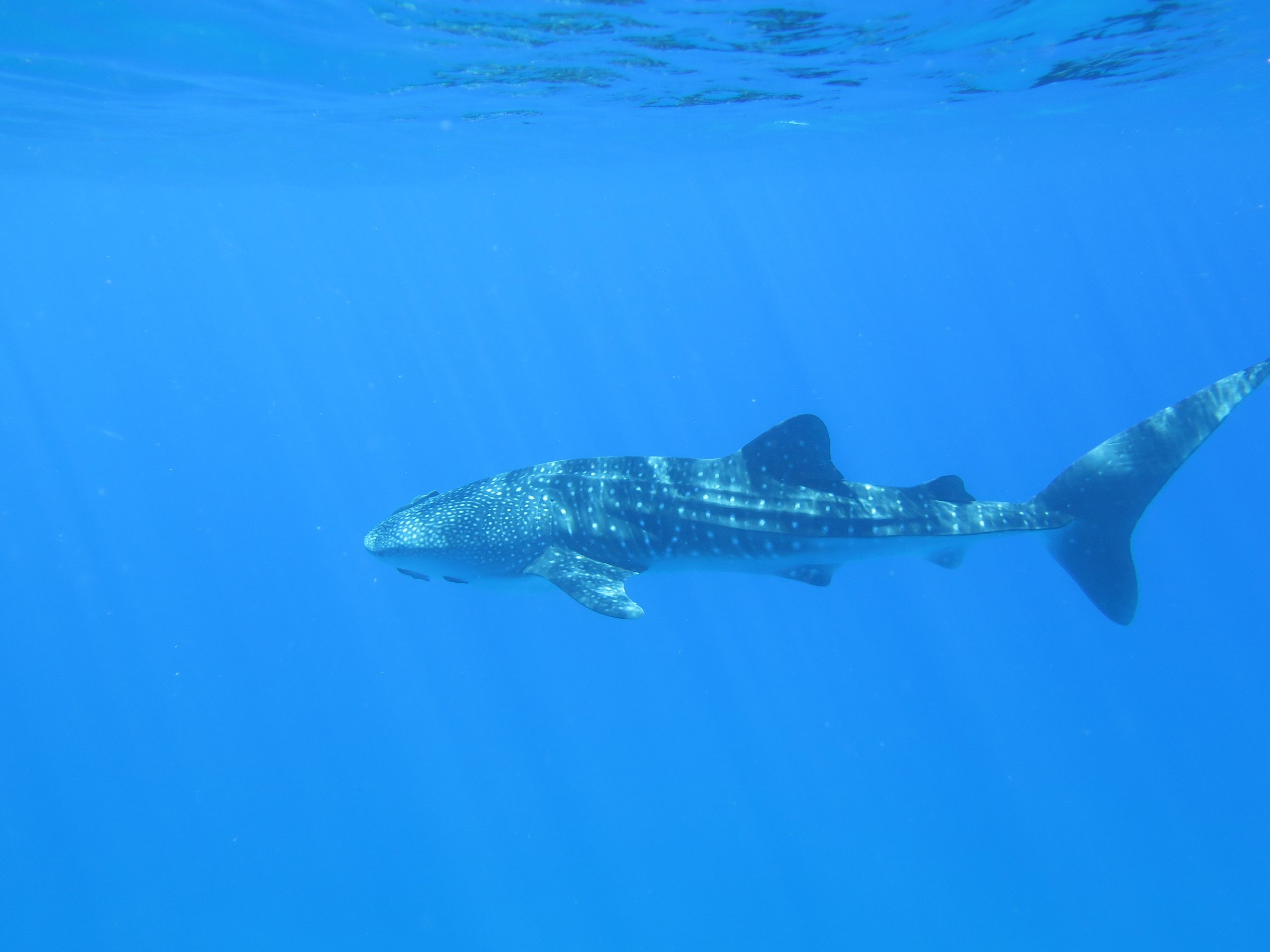 Tiburón ballena juvenil nadando en aguas abiertas de Cabo Pulmo