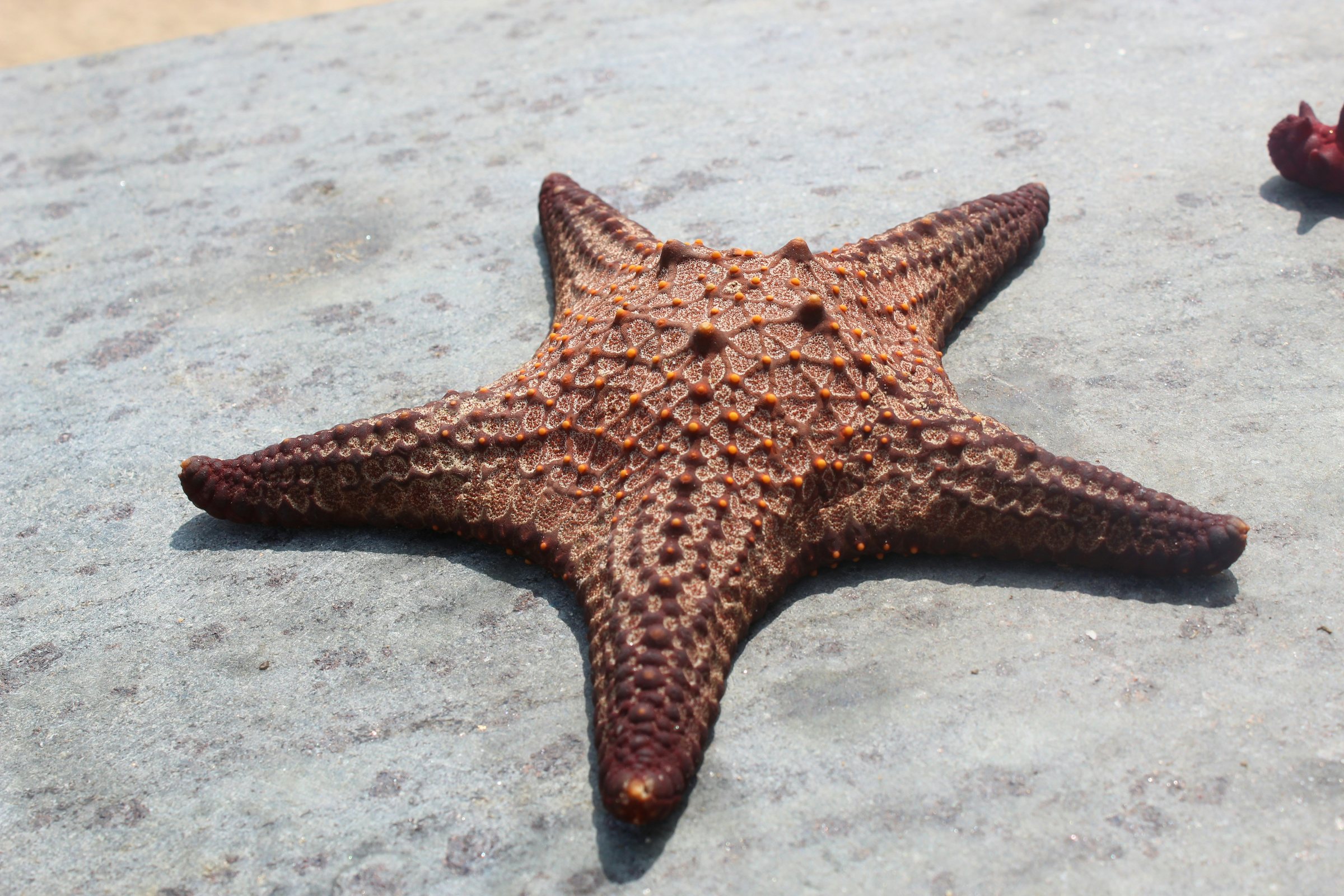 Estrella de mar mostrando el detalle de sus brazos y su disco central