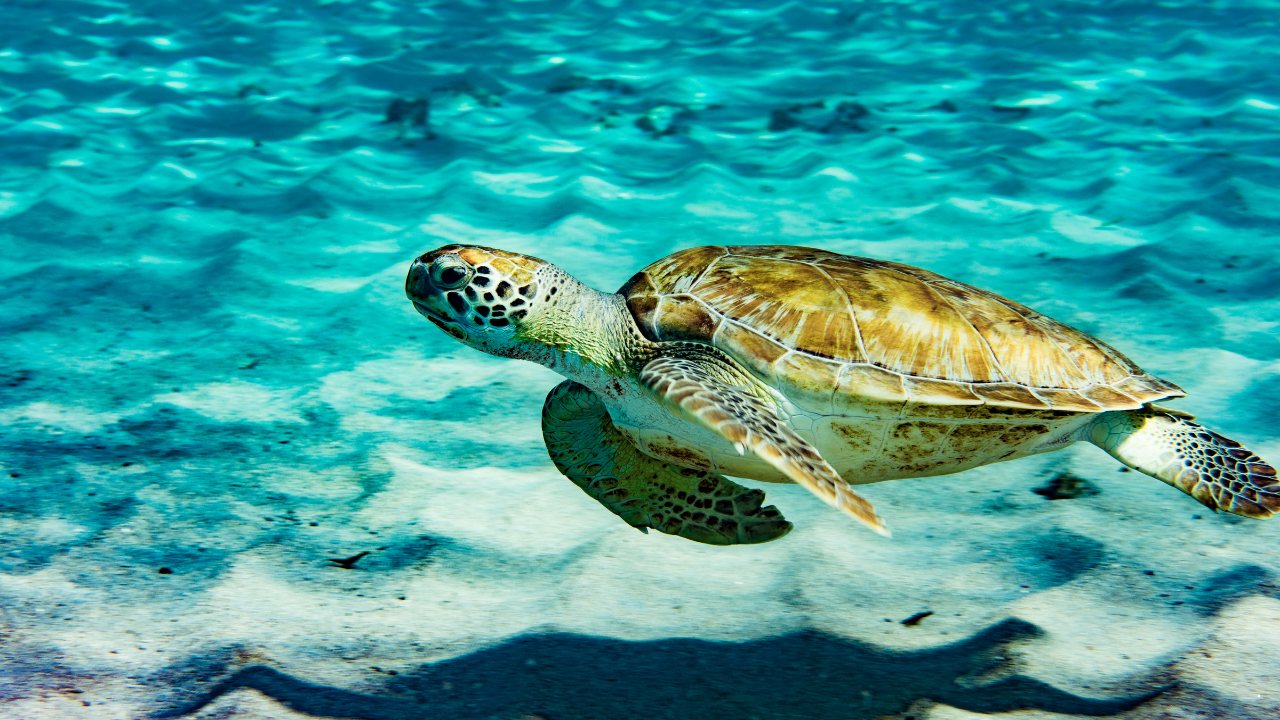 Tortuga marina nadando en aguas turquesa, sobre el fondo de arena