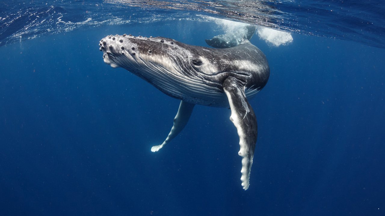 Ballena jorobada nadando en aguas profundas
